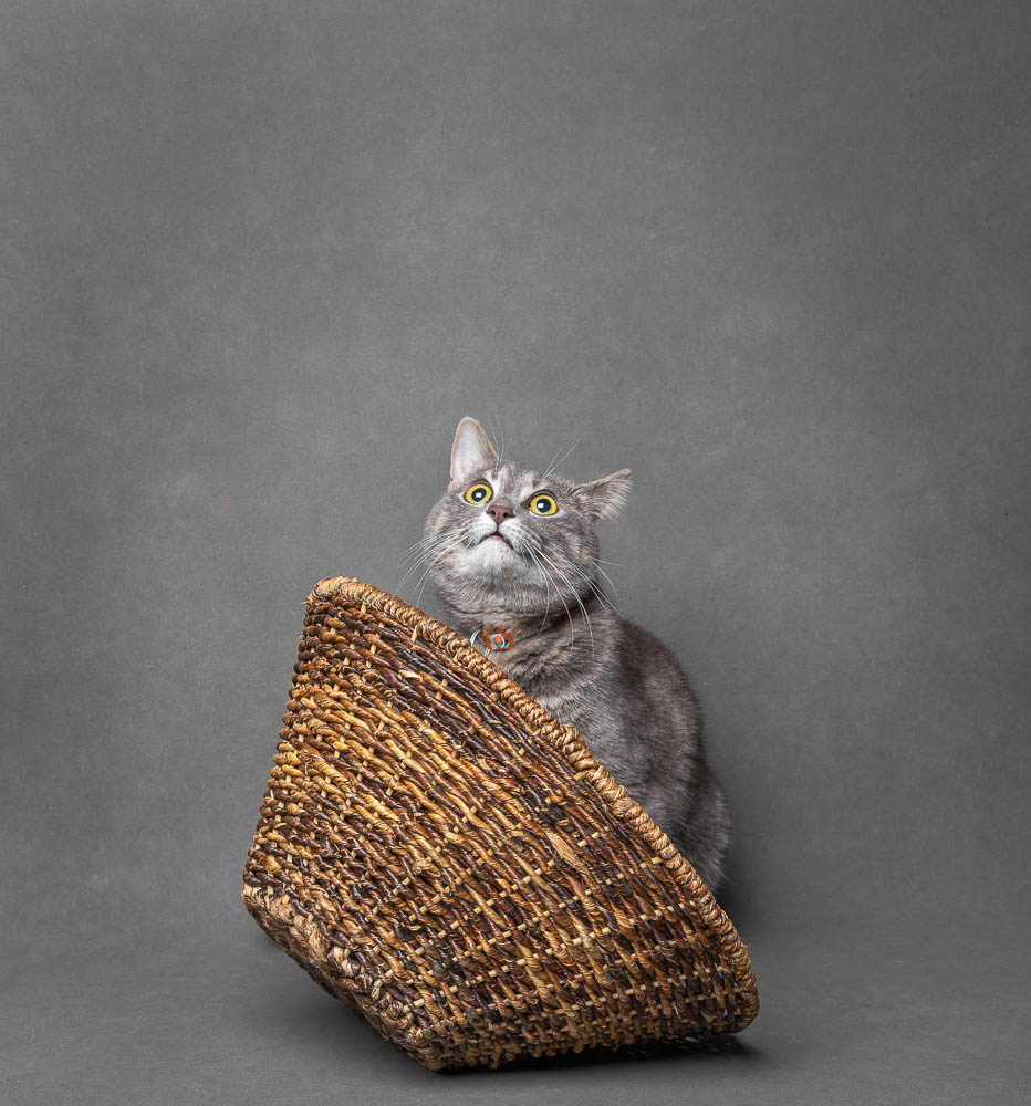 gta cat photographer hamilton in studio cat photoshoot