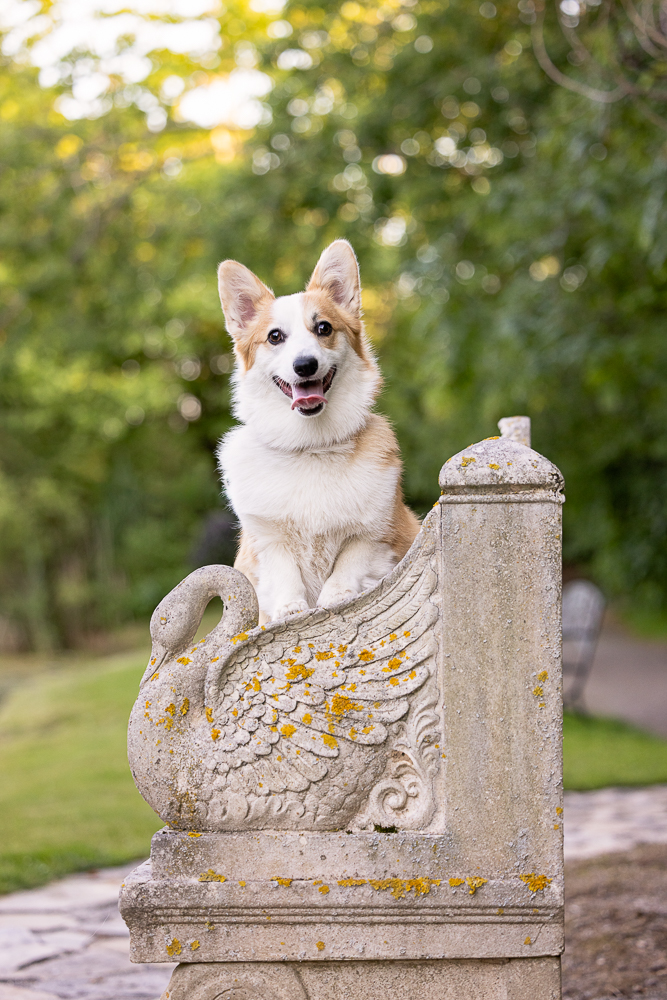 haldimand dog photographer-2 dog photoshoot at the golden hour in Haldimand