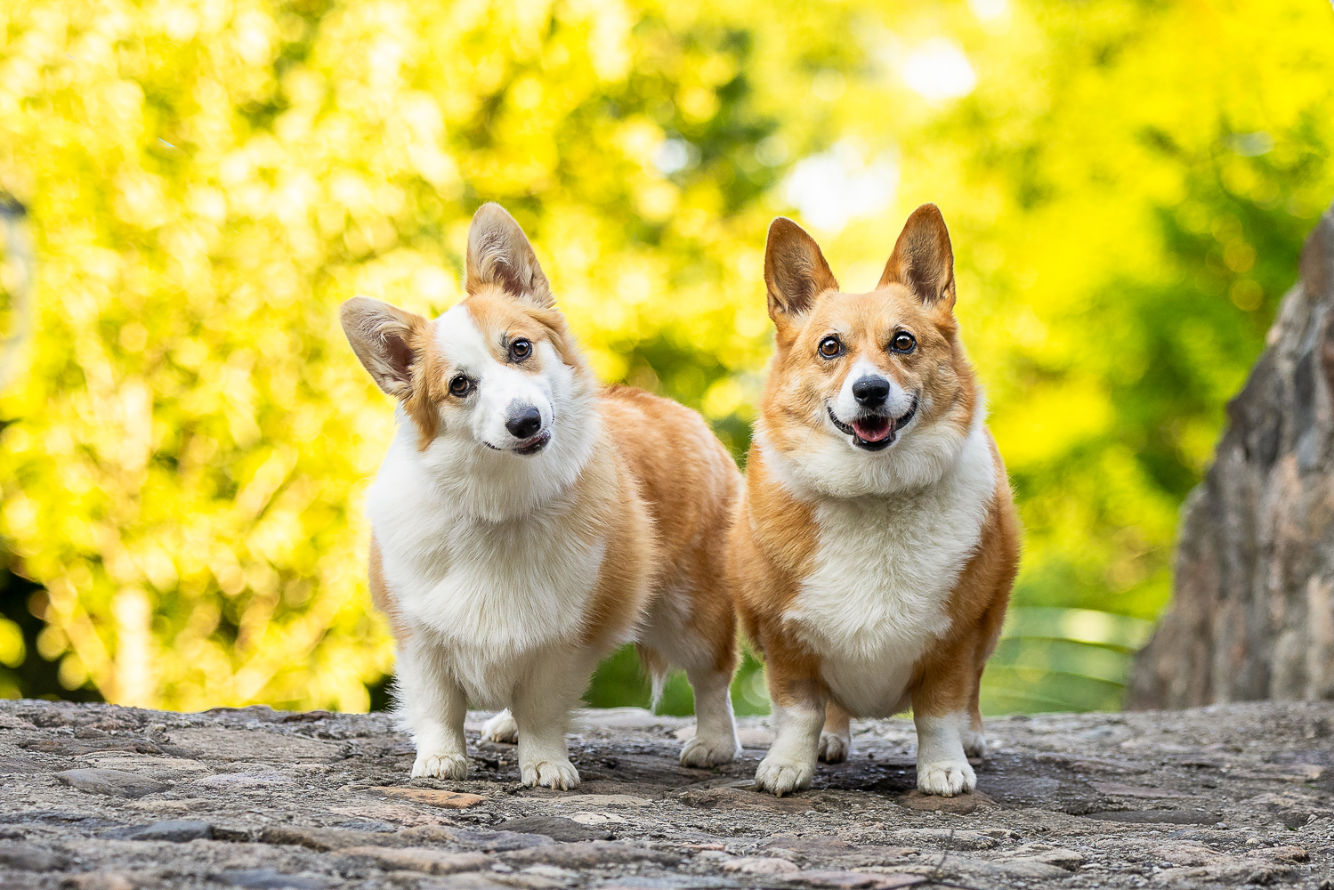 haldimand dog photographer Norfolk County pet photographer captures two corgis together