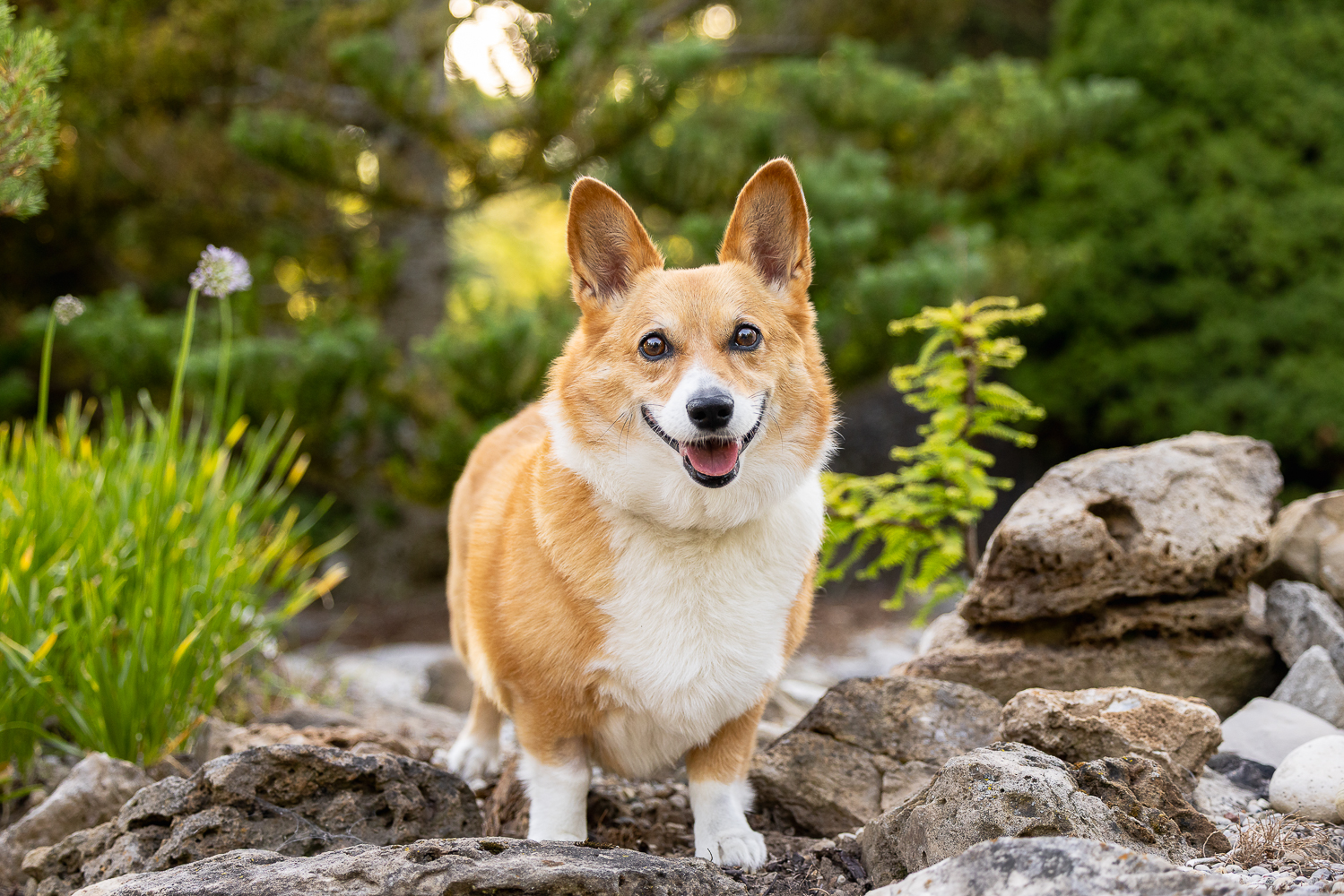 haldimand pet photographer golden hour dog photoshoot in Norfolk County