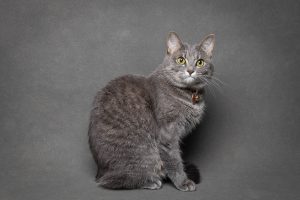 in studio cat photoshoot