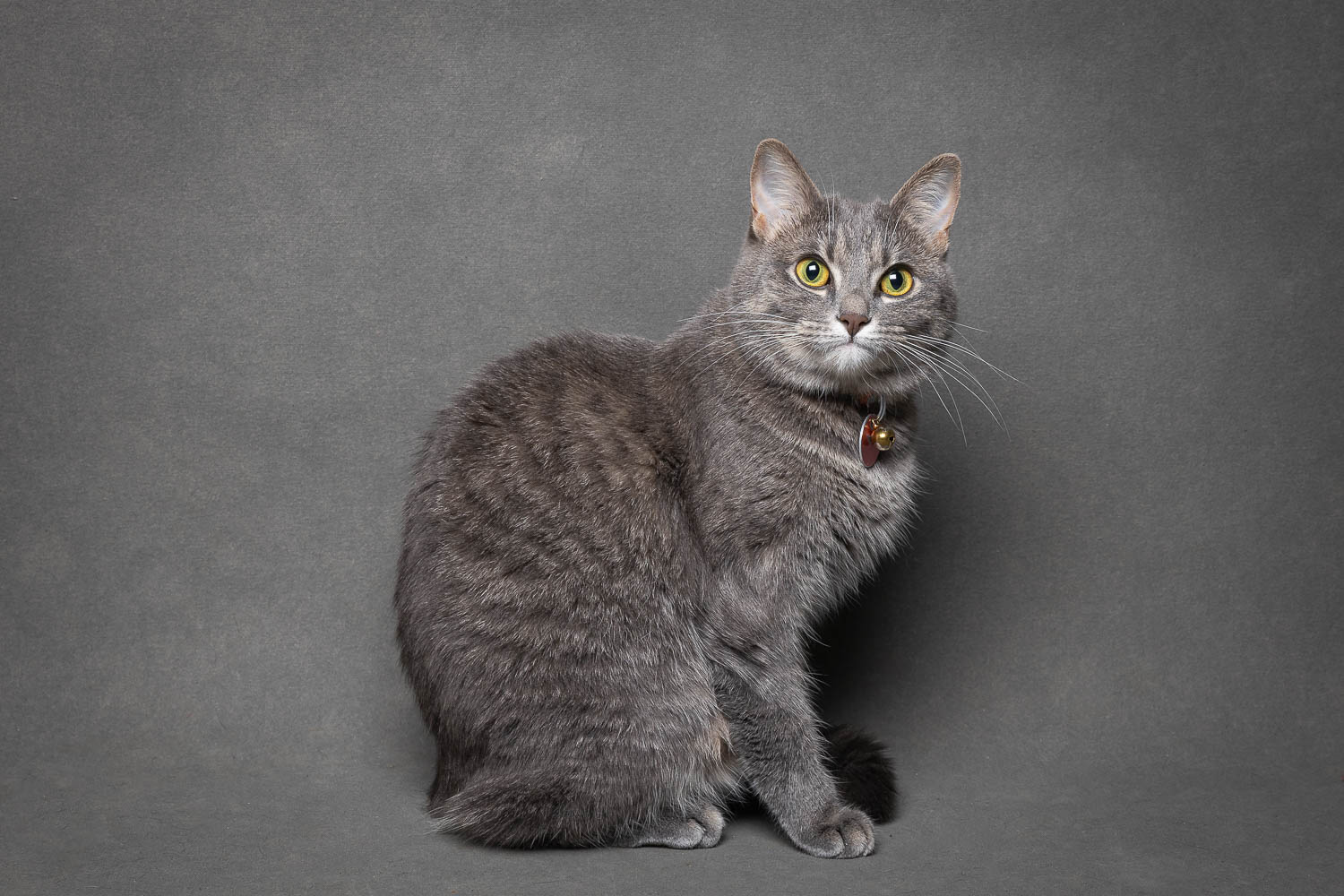 hamilton cat photoshoot in studio cat photoshoot
