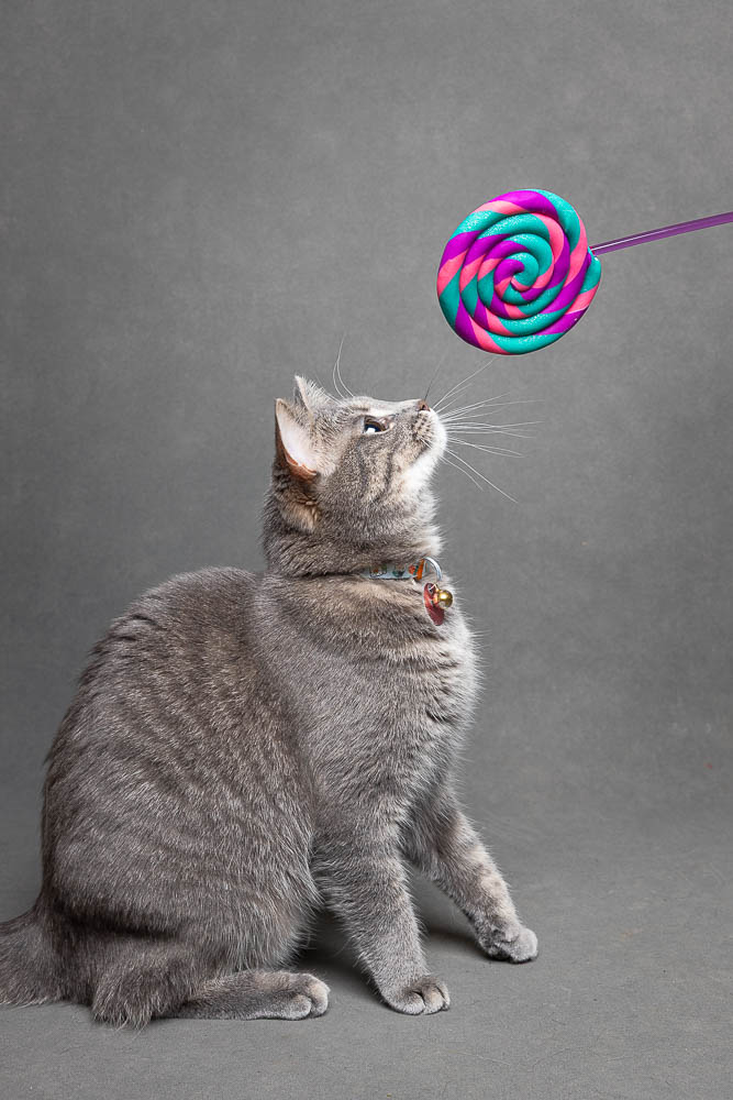in studio cat photography in studio cat photography session in Hamilton