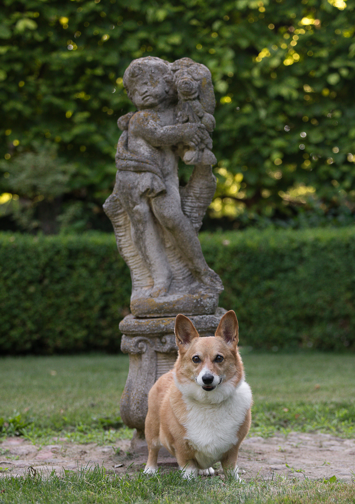 norfolk county dog photographer golden hour dog photoshoot in Haldimand county