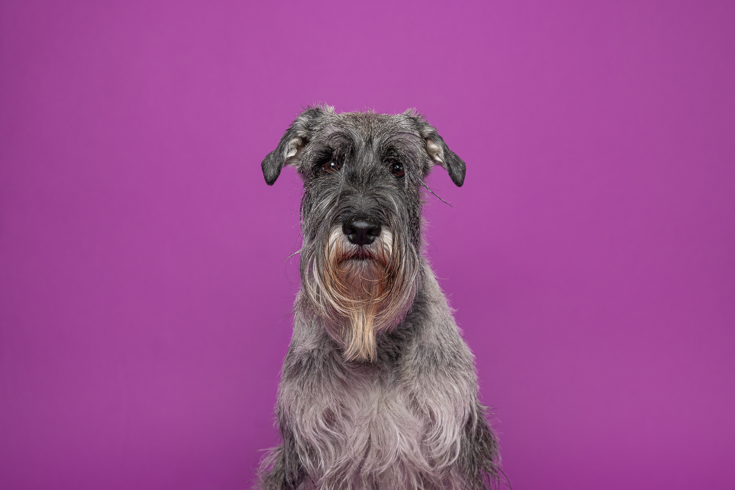 pet portrait