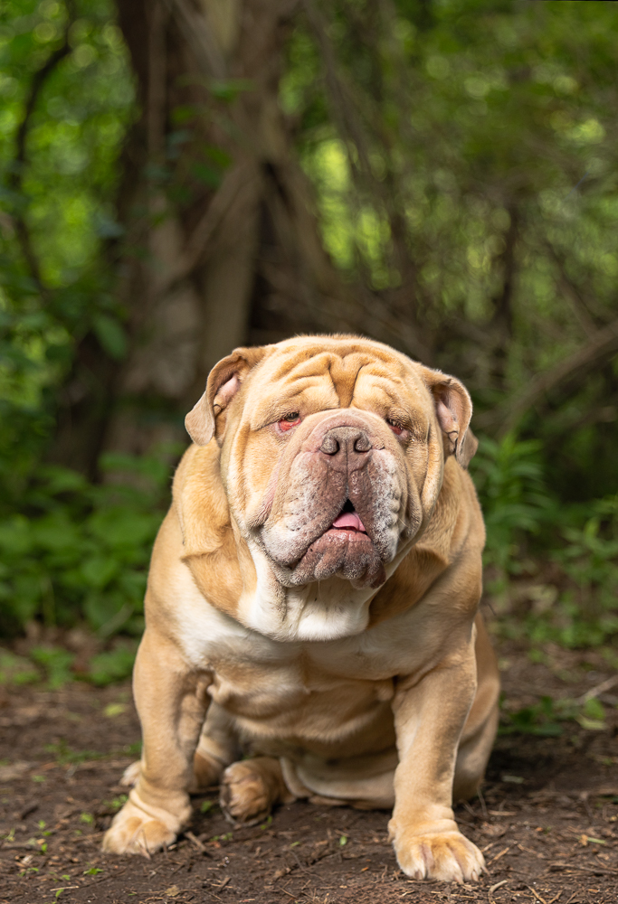 pet photo taken at Lowville Park Pet photo taken at Lowville Park in Burlington