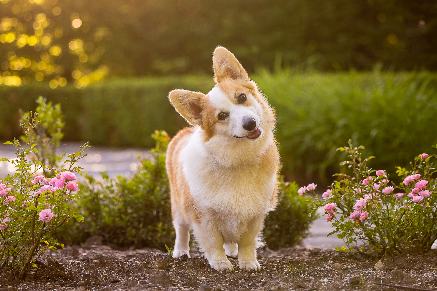 pet photographer norfolk county norfolk county pet photographer caputers a corgi at the golden hour
