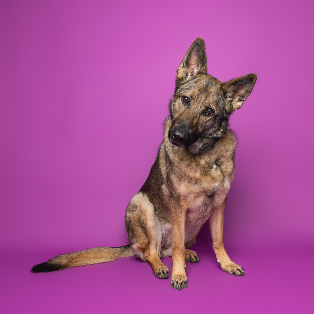 niagara dog photographer