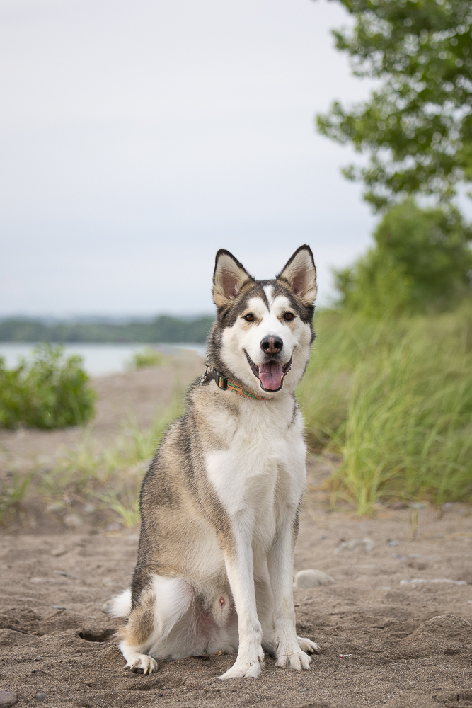 dog-photography-session-van-wagners-beach dog beach photoshoot at Van Wagners Beach in Hamilton