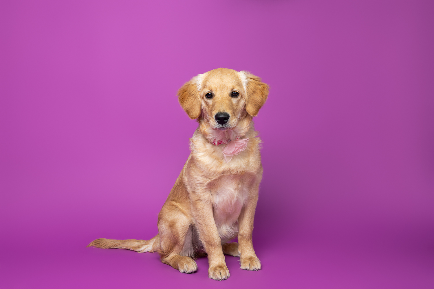 puppy portrait
