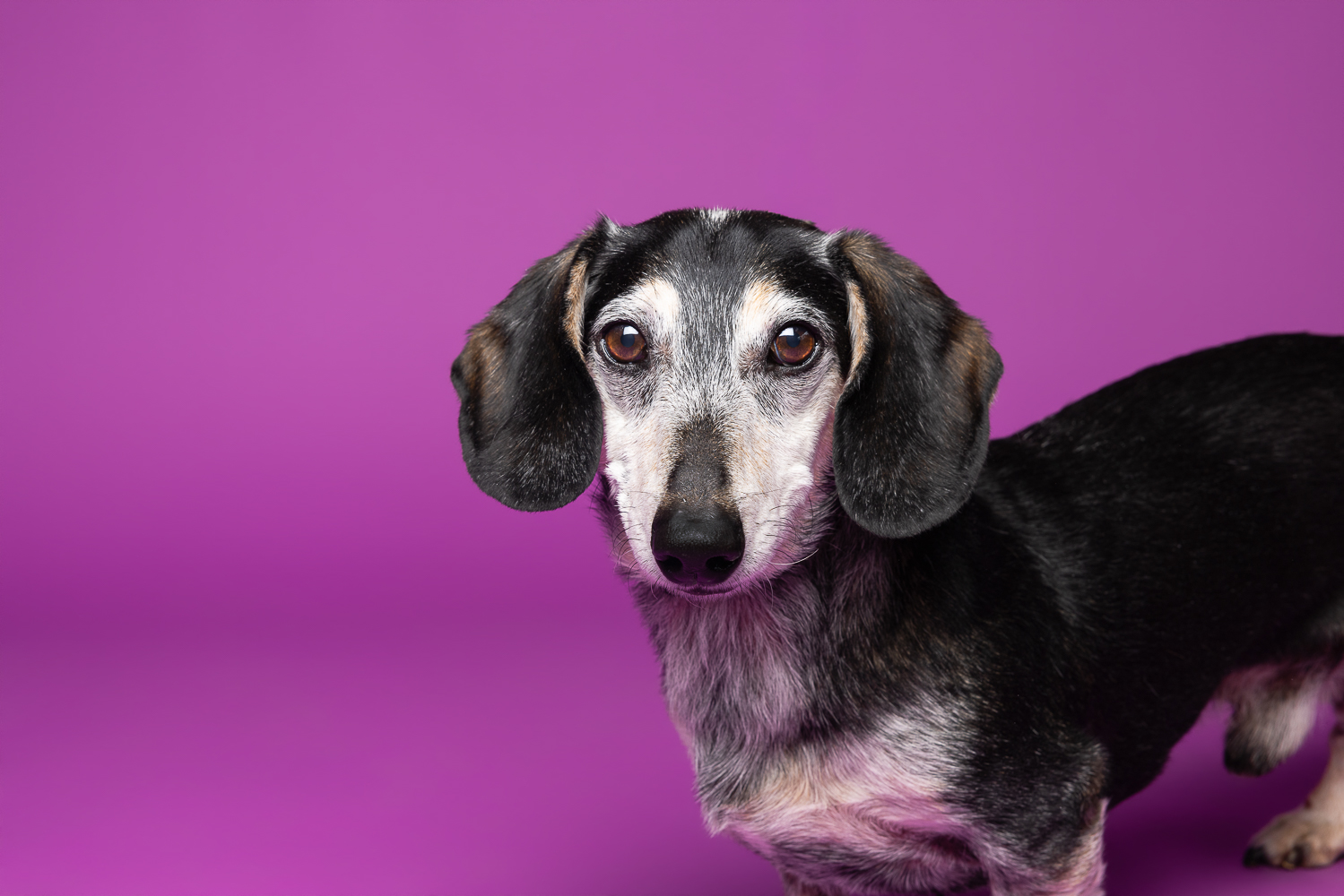 senior dog portrait