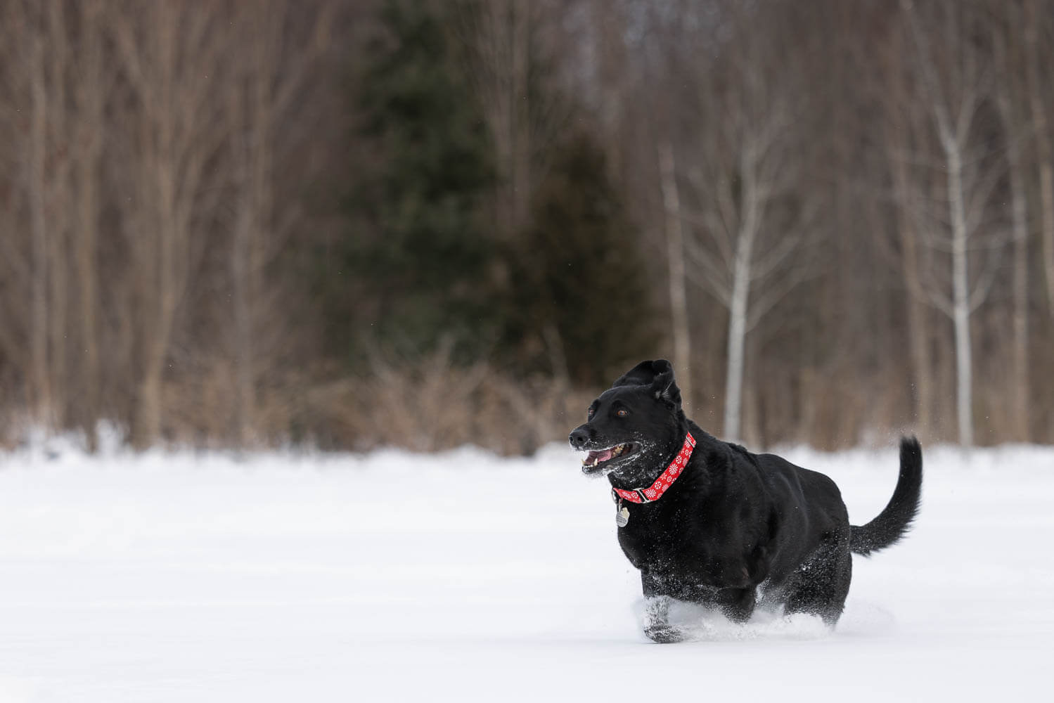 winter dog photos winter dog photo, black dog running