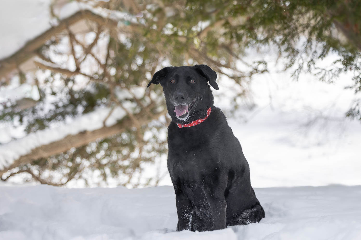 winter dog photoshoot in Burlington winter dog photo taken in Burlington, Ontario.
